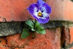 Karanlıkta Filizlenen Umut