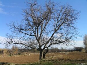 Gölgesinde Mevsimler