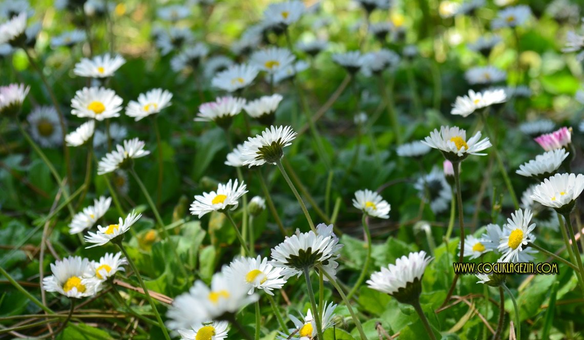 İki Kişilik Yalnızlık